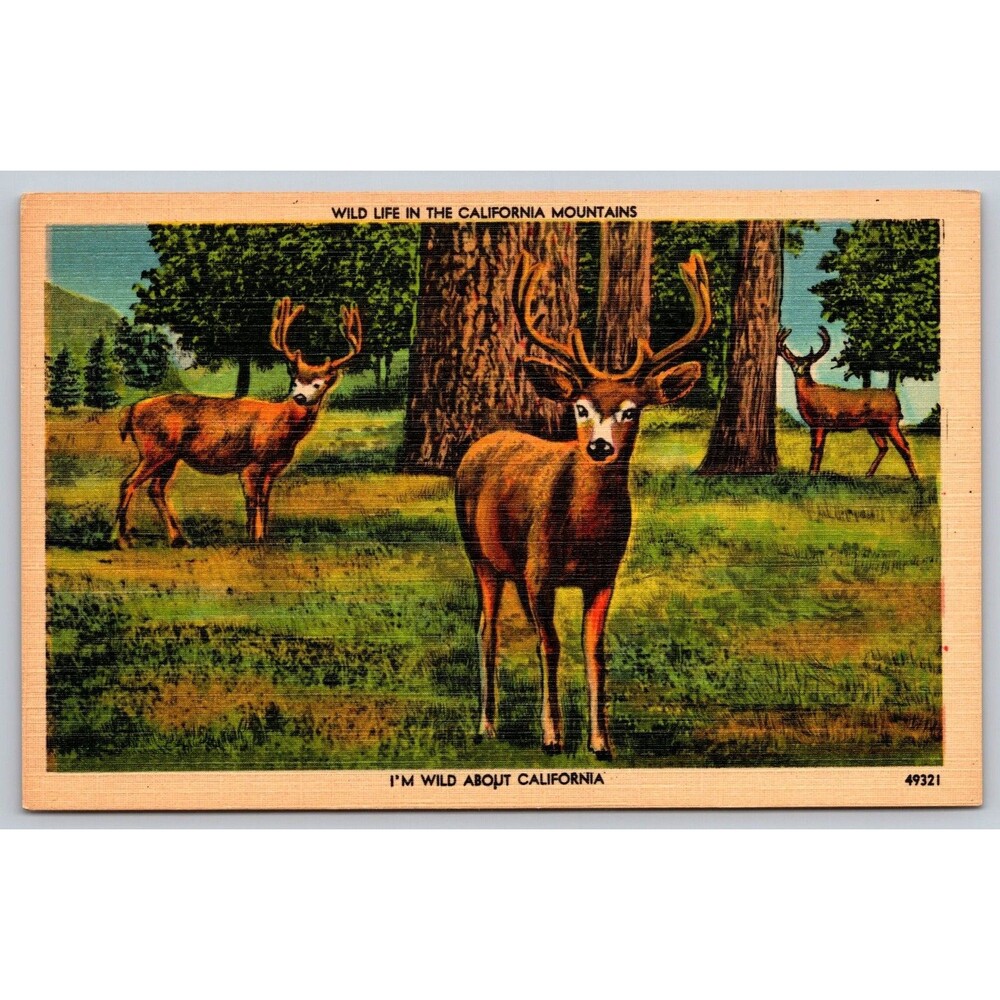Vtg 1940s Linen Postcard Wild Life California Mountains Deer Gardner-Thompson